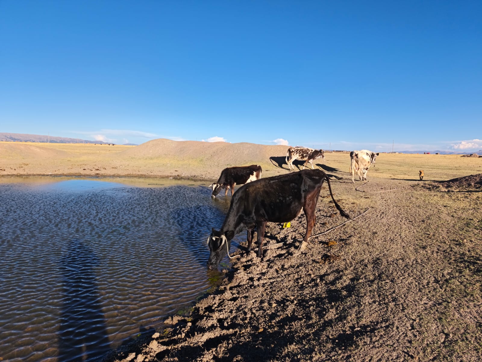 MEJORAMIENTO DE LAS CAPACIDADES DE INNOVACIÓN Y TRANSFERENCIA TECNOLÓGICA PARA EL DESARROLLO COMPETITIVO DE LOS PRODUCTORES DE GANADO VACUNO LECHERO, MEDIANTE LA APLICACIÓN DE LA AGRICULTURA Y GANADERÍA REGENERATIVA EN EL CORREDOR ECONÓMICO PUNO CUSCO Y AREQUIPA